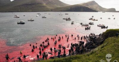 Copertina di “Massacrati in modi barbari, gridano dal dolore. Sono costretti a nuotare nel sangue dei loro familiari”: la denuncia degli ambientalisti sulla mattanza di 706 cetacei alle Isole Faroe