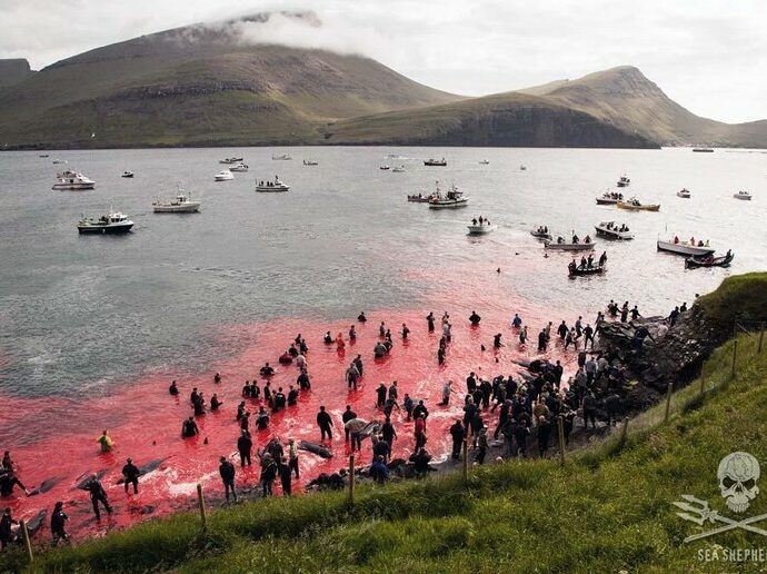 “Massacrati in modi barbari, gridano dal dolore. Sono costretti a nuotare nel sangue dei loro familiari”: la denuncia degli ambientalisti sulla mattanza di 706 cetacei alle Isole Faroe