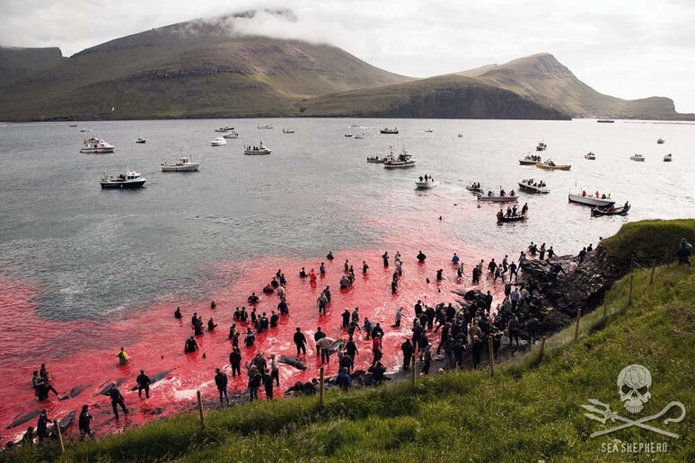 “Massacrati in modi barbari, gridano dal dolore. Sono costretti a nuotare nel sangue dei loro familiari”: la denuncia degli ambientalisti sulla mattanza di 706 cetacei alle Isole Faroe