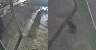 Copertina di Diavolo della Tasmania fugge di notte dal parco: scatta la caccia alla femmina “Mary” – IL VIDEO