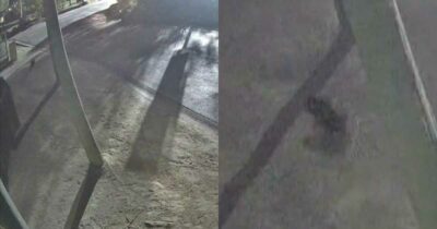 Copertina di Diavolo della Tasmania fugge di notte dal parco: scatta la caccia alla femmina “Mary” – IL VIDEO
