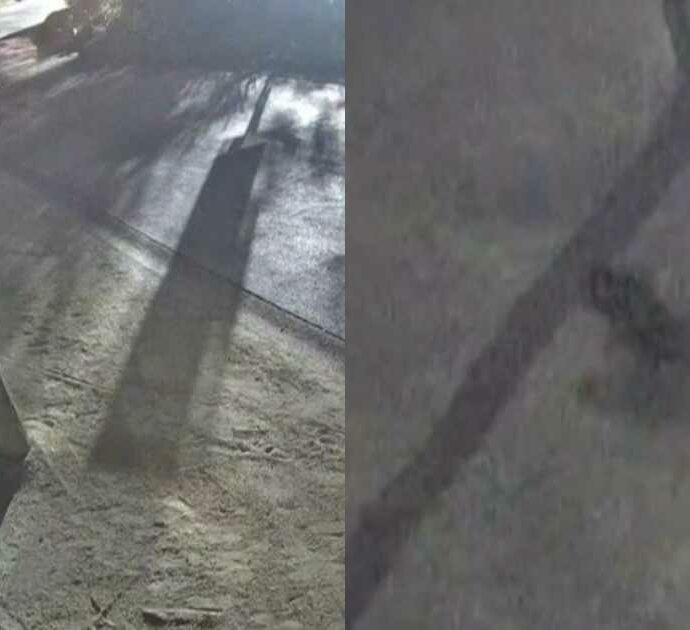 Diavolo della Tasmania fugge di notte dal parco: scatta la caccia alla femmina “Mary” – IL VIDEO