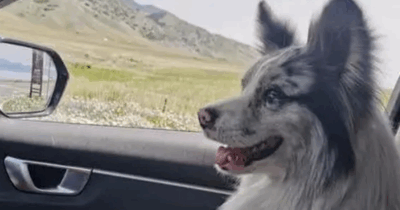 Copertina di “Il mio cane è stato rapito, venduto a un ristorante e mangiato”: il dramma dell’influencer Guo e del border collie Chutou, star dei social