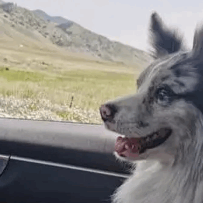 “Il mio cane è stato rapito, venduto a un ristorante e mangiato”: il dramma dell’influencer Guo e del border collie Chutou, star dei social