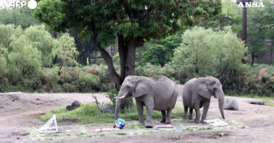 Copertina di Elefanti, gorilla e puma: gli animali di uno zoo del Messico prevedono i risultati dei prossimi Mondiali di calcio – Video