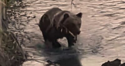 Copertina di Orso a spasso nel fiume a Castel di Sangro: il bagno rinfrescante del giovane esemplare