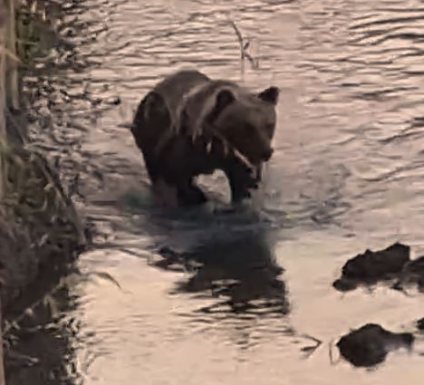 https://st.ilfattoquotidiano.it/wp-content/uploads/2026/06/06/orso-castel-di-sangro-2.jpg