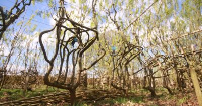 Copertina di Le sedie coltivate nel terreno e vendute a 80mila euro: il bosco dei “mobili viventi” fa discutere