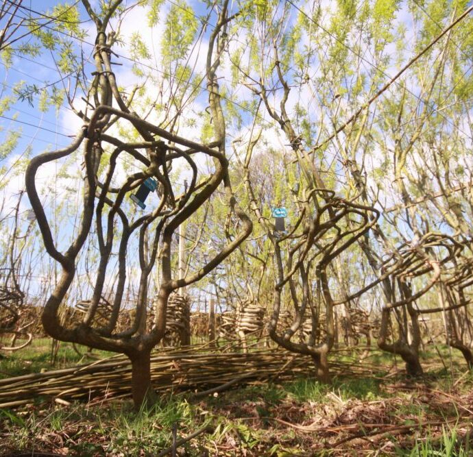 Le sedie coltivate nel terreno e vendute a 80mila euro: il bosco dei “mobili viventi” fa discutere