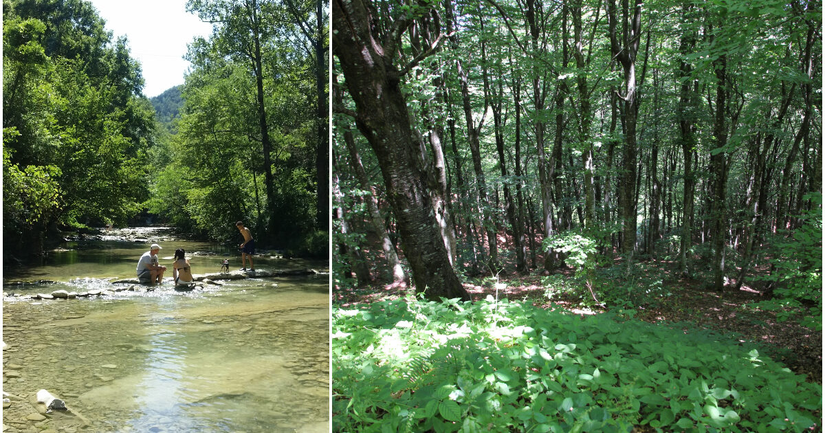 Una nuova diga minaccia il Parco nazionale delle Foreste Cas