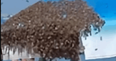 Copertina di “L’ape regina ha scelto di posarsi lì e tutte l’hanno seguita”: sciame di api invade la spiaggia di Cattolica e trasforma un ombrellone nel suo alveare, le immagini impressionanti