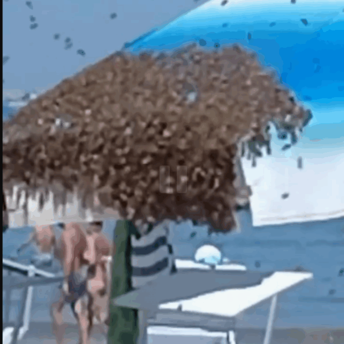 “L’ape regina ha scelto di posarsi lì e tutte l’hanno seguita”: sciame di api invade la spiaggia di Cattolica e trasforma un ombrellone nel suo alveare, le immagini impressionanti