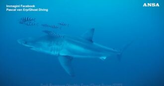 Enorme squalo bianco avvistato nel canale di Sicilia, il sub: "Le mie dita tremavano"