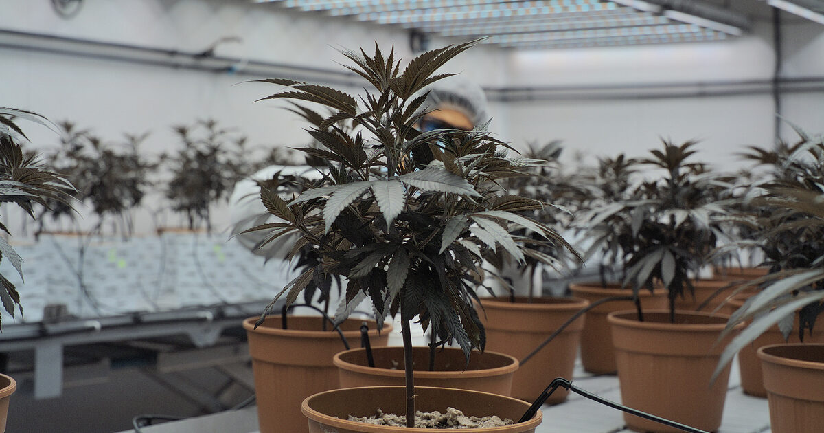 Cannabis medica, interrogazioni parlamentari di Avs, M5S e +