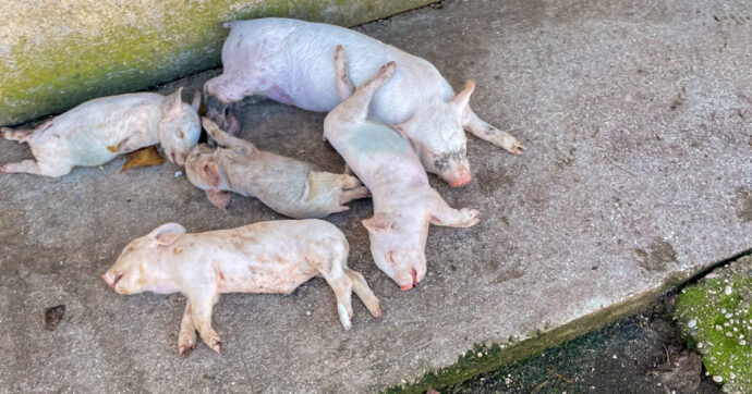 Ennesimo allevamento crudele: Essere Animali con Selvaggia Lucarelli per una proposta di legge contro le gabbie