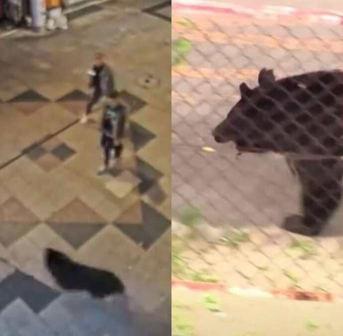 Orsi tra le case e vicino alle scuole: in una città giapponese scattano chiusure e misure straordinarie