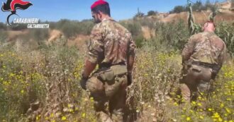 Coltivazione piante di papavero da oppio in zona vietata per la frana di Niscemi: due denunciati
