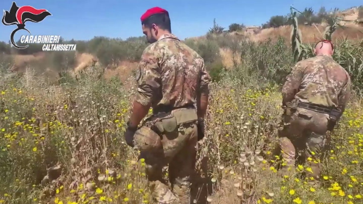 Coltivazione piante di papavero da oppio in zona v