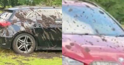 Copertina di “Ne ho abbastanza di essere insultato dalle persone quando chiedo loro di non parcheggiare sul nostro terreno”: allevatore imbratta con letame le auto parcheggiate