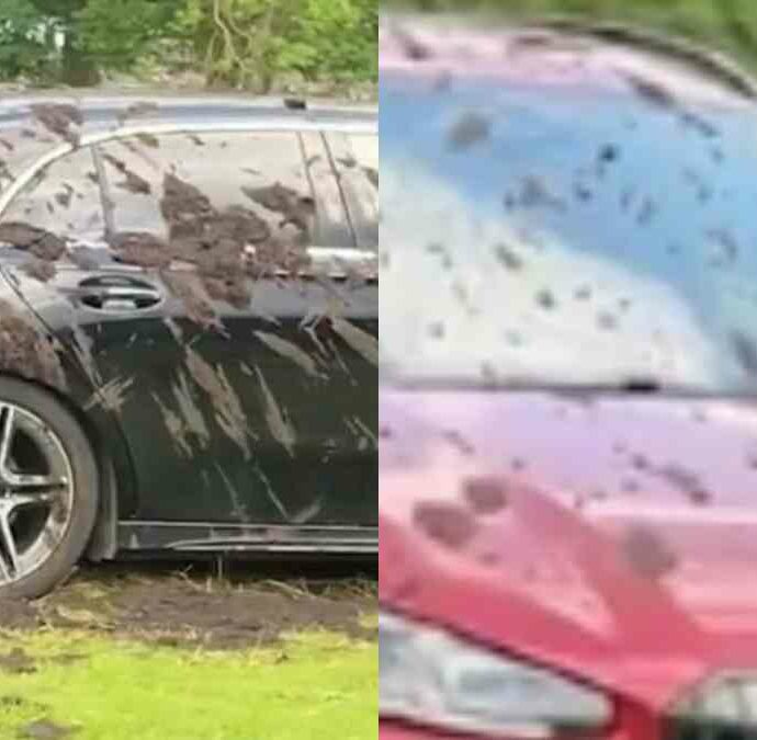 “Ne ho abbastanza di essere insultato dalle persone quando chiedo loro di non parcheggiare sul nostro terreno”: allevatore imbratta con letame le auto parcheggiate