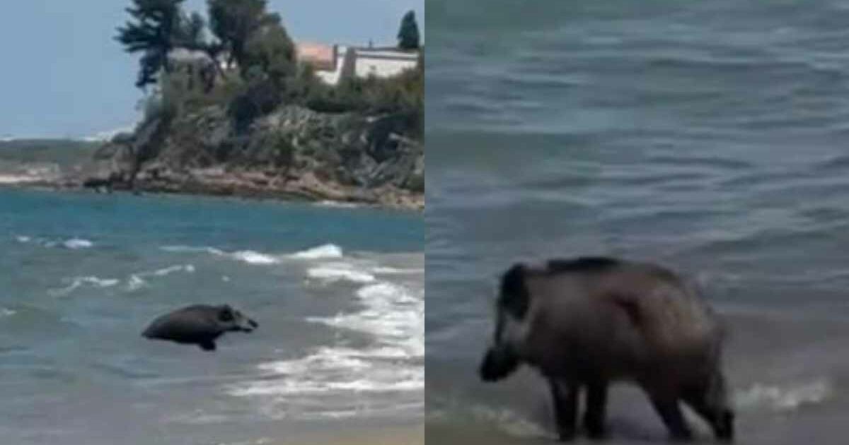 Spunta un cinghiale tra gli ombrelloni, poi entra 
