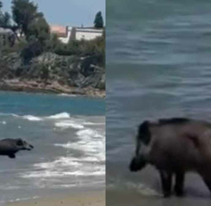 Spunta un cinghiale tra gli ombrelloni, poi entra in mare davanti a decine di bagnanti: la scena fa il giro dei social