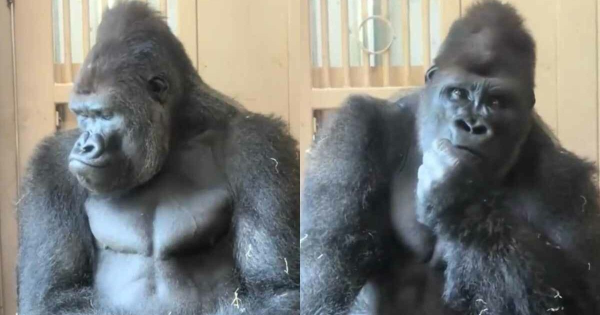 Il gorilla “filosofo” diventa il nuovo caso virale sui socia