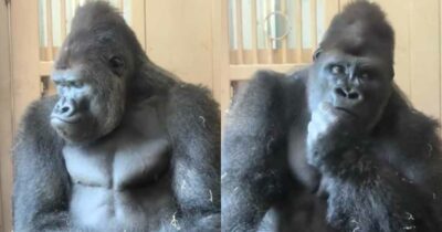 Copertina di Il gorilla “filosofo” diventa il nuovo caso virale sui social: la storia di Kiyomasa e il “segreto” del suo Dna