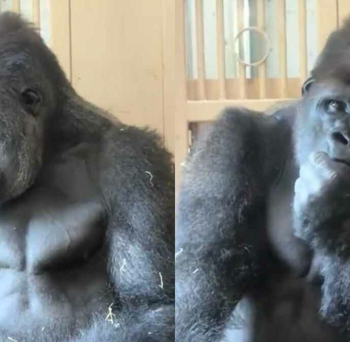 Il gorilla “filosofo” diventa il nuovo caso virale sui social: la storia di Kiyomasa e il “segreto” del suo Dna