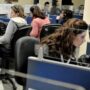 Copertina di Telemarketing, divieto anche per le società tlc