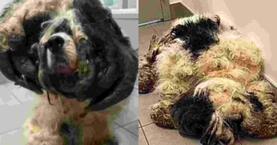 Copertina di Rinchiuso in un armadio e nascosto sotto oltre 5 chili di pelo infeltrito: la disavventura del cocker spaniel Mr. Pickles. Per liberarlo 5 ore di toelettatura