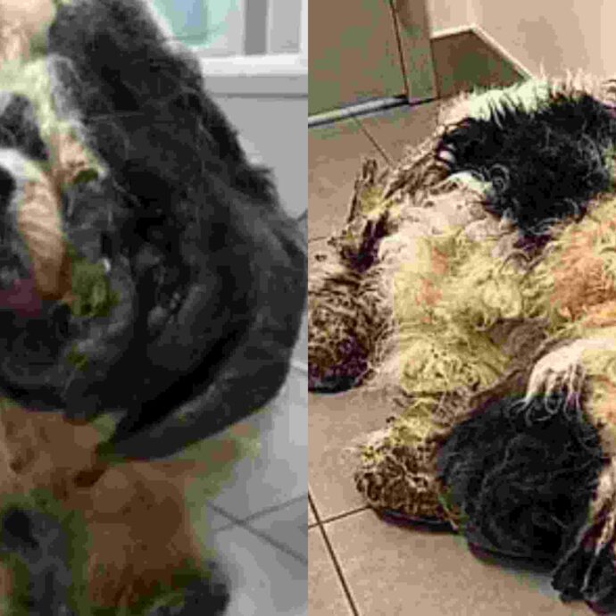 Rinchiuso in un armadio e nascosto sotto oltre 5 chili di pelo infeltrito: la disavventura del cocker spaniel Mr. Pickles. Per liberarlo 5 ore di toelettatura