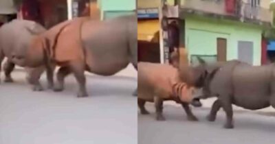 Copertina di Rissa tra rinoceronti in mezzo alla strada in Nepal: la scena ripresa dai turisti diventa virale – IL VIDEO