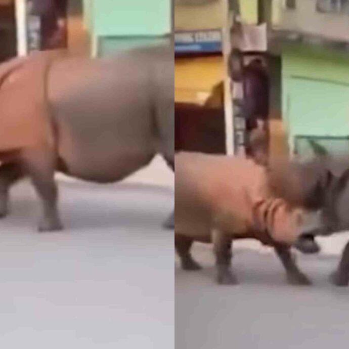 Rissa tra rinoceronti in mezzo alla strada in Nepal: la scena ripresa dai turisti diventa virale – IL VIDEO