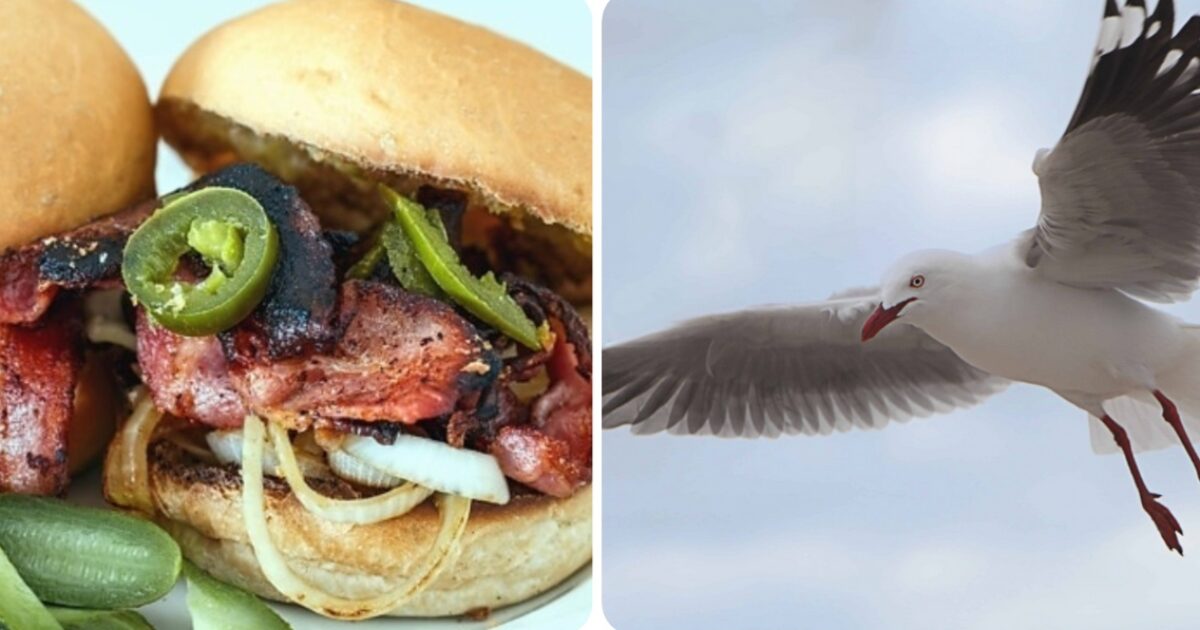 “L’uccello è sceso in picchiata e gli ha rubato il pasto. Lui lo ha afferrato e ha iniziato a colpirlo al petto”: gabbiano ucciso da un turista a St Ives, si cercano testimoni