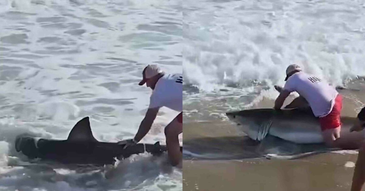Un pescatore trascina a riva uno squalo bianco e lo libera in pochi secondi: “Non puoi controllare cosa abbocca all’esca” – IL VIDEO