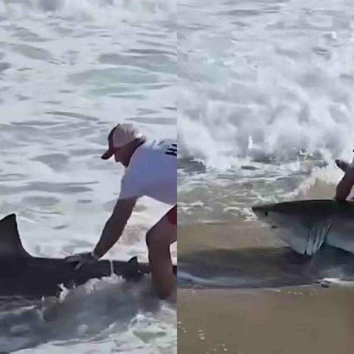 Un pescatore trascina a riva uno squalo bianco e lo libera in pochi secondi: “Non puoi controllare cosa abbocca all’esca” – IL VIDEO