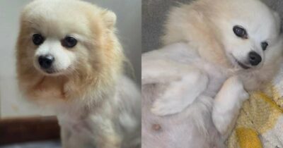 Copertina di “La scambio con un frigorifero”: l’annuncio choc su Facebook. Salvata una cagnolina in gravi condizioni: “Ora sarai amata e non sarai mai più trattata come una merce”