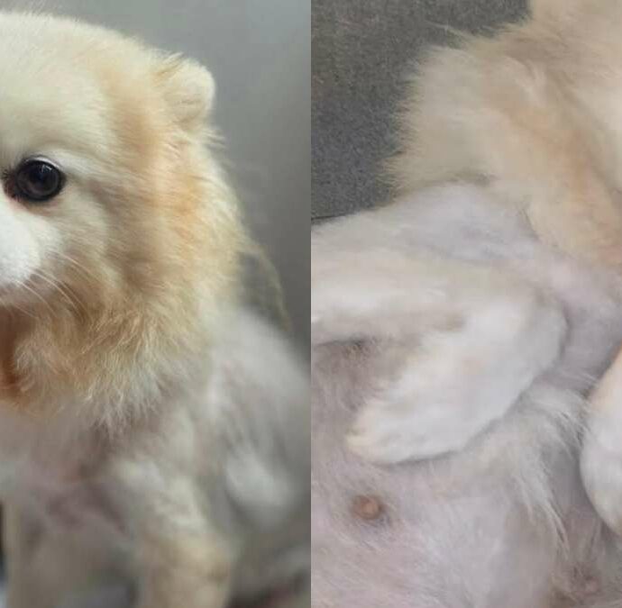 “La scambio con un frigorifero”: l’annuncio choc su Facebook. Salvata una cagnolina in gravi condizioni: “Ora sarai amata e non sarai mai più trattata come una merce”