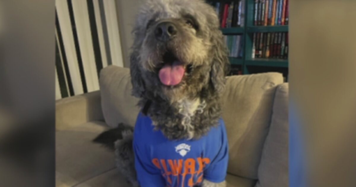 Le urla per la vittoria dei Knicks scambiate per una richiesta d’aiuto: agente uccide il cane Jameson sotto gli occhi della proprietaria