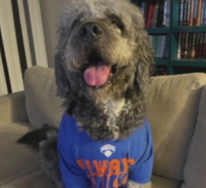 Le urla per la vittoria dei Knicks scambiate per una richiesta d’aiuto: agente uccide il cane Jameson sotto gli occhi della proprietaria