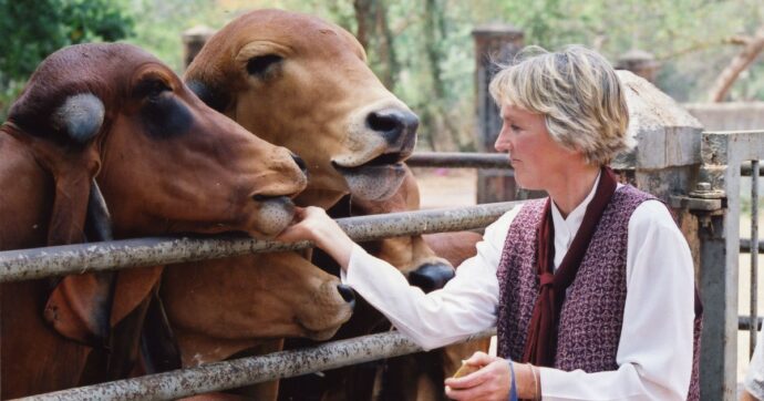 La mucca Veronika non usa la spazzola perché è più intelligente ma perché è libera