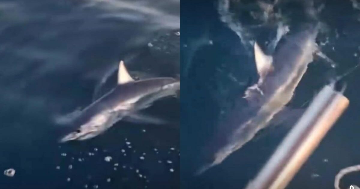 uno squalo mako abbocca all8217amo e sorprende due pescatori al largo della toscana niente pu242 dare l8217idea di quello che abbiamo visto da Ilfattoquotidiano.it uno squalo mako abbocca all8217amo e sorprende due pescatori al largo della toscana niente pu242 dare l8217idea di quello che abbiamo visto