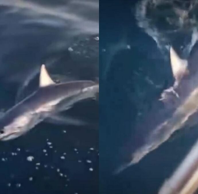 Uno squalo Mako abbocca all’amo e sorprende due pescatori al largo della Toscana: “Niente può dare l’idea di quello che abbiamo visto”