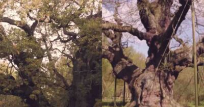 Copertina di La quercia di Robin Hood è morta dopo mille anni: il motivo non è solo il tempo. Aveva tra gli 800 e i 1.200 anni di età
