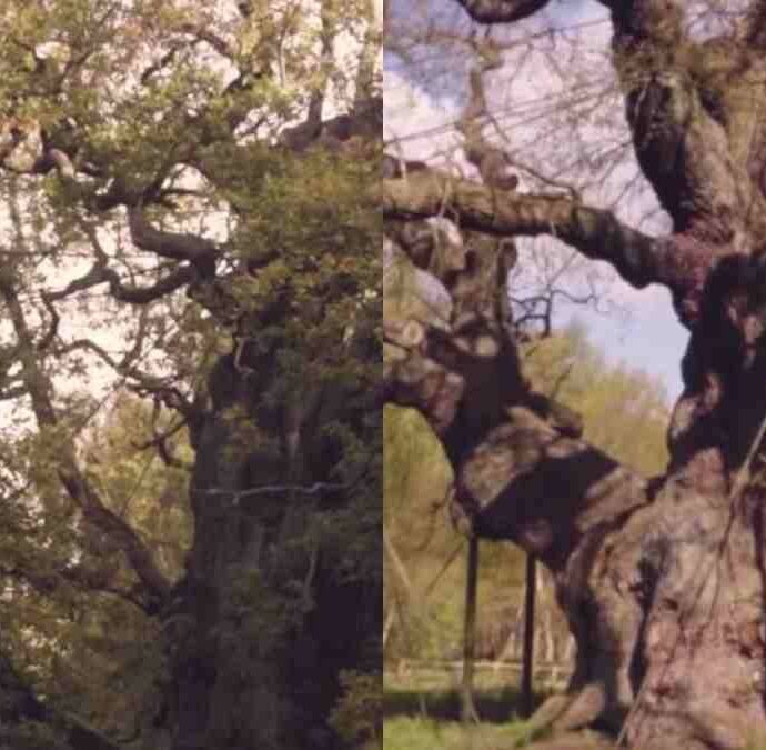 La quercia di Robin Hood è morta dopo mille anni: il motivo non è solo il tempo. Aveva tra gli 800 e i 1.200 anni di età
