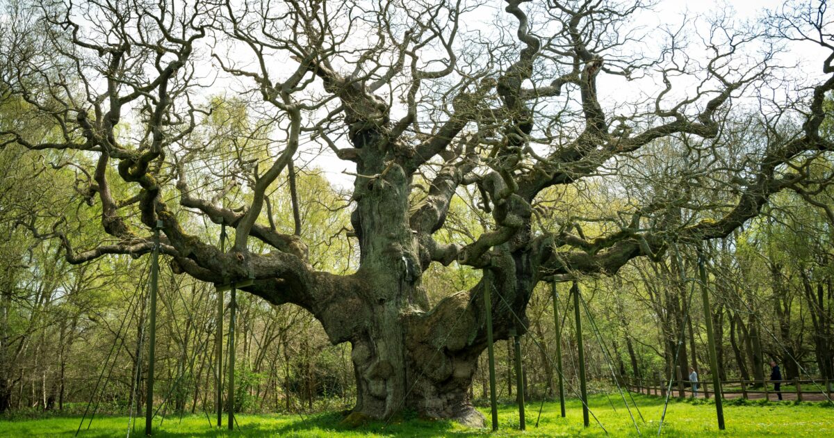 Addio alla “Major Oak”, è morta la millenaria quercia di Robin Hood nella foresta di Sherwood: “È colpa anche dei turisti, così l’hanno portata alla morte”
