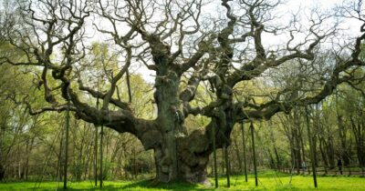 Copertina di Addio alla “Major Oak”, è morta la millenaria quercia di Robin Hood nella foresta di Sherwood: “È colpa anche dei turisti, così l’hanno portata alla morte”