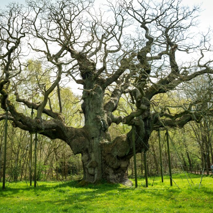Addio alla “Major Oak”, è morta la millenaria quercia di Robin Hood nella foresta di Sherwood: “È colpa anche dei turisti, così l’hanno portata alla morte”