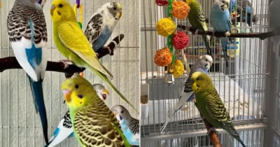 Copertina di “Volevano accoppiarsi senza limiti e gliel’ha permesso”: ci sono troppi pappagallini e non si sa dove metterli, l’appello degli animalisti per trovargli una casa
